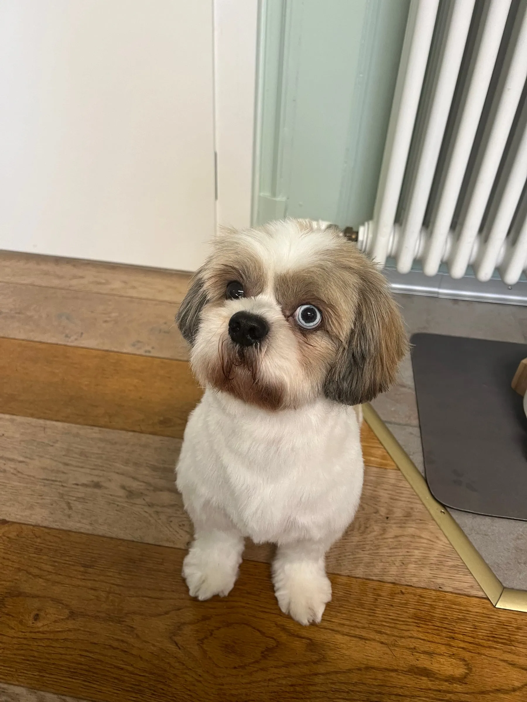 Kleiner weiss-brauner Hund sitzt auf dem Holzboden