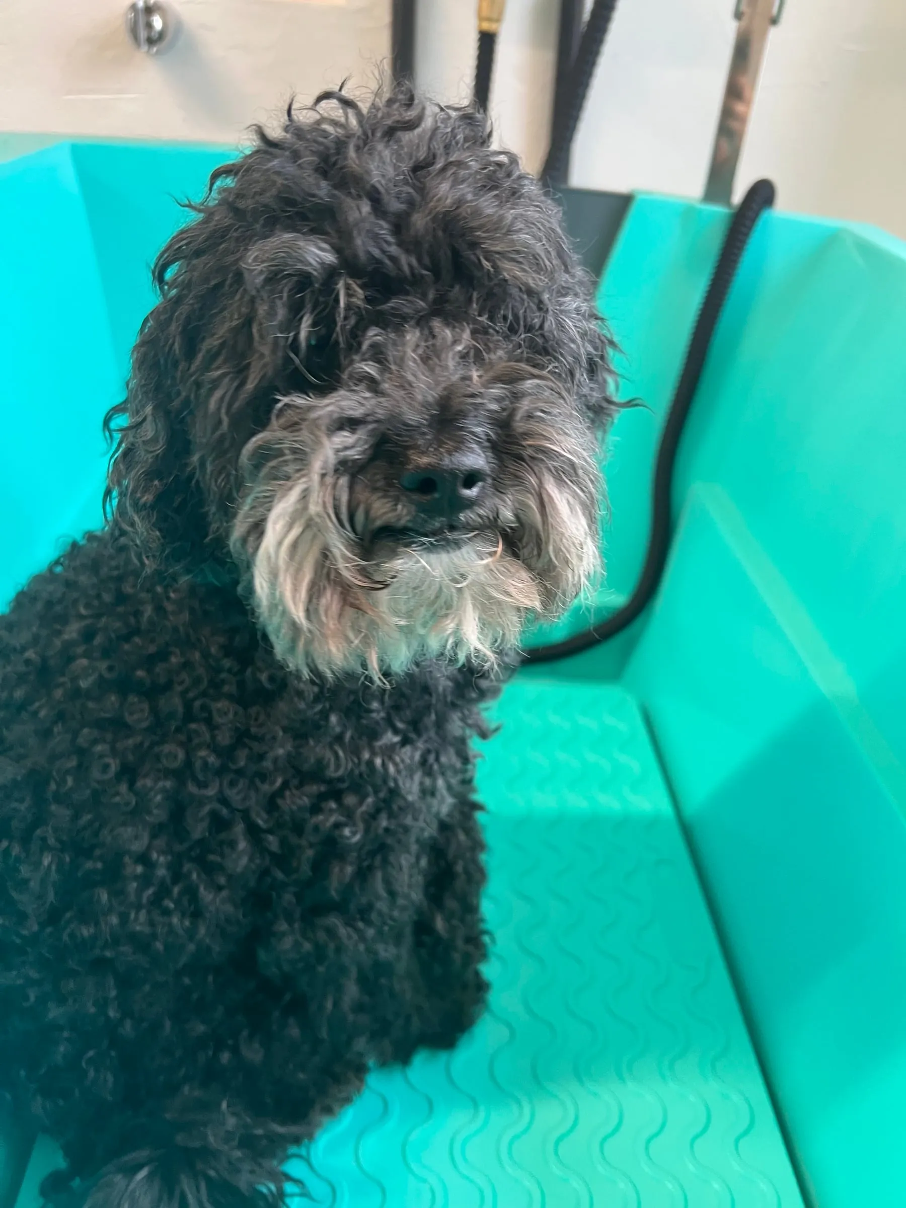 Schwarzer Hund mit lockigem Fell auf dem Pflegetisch