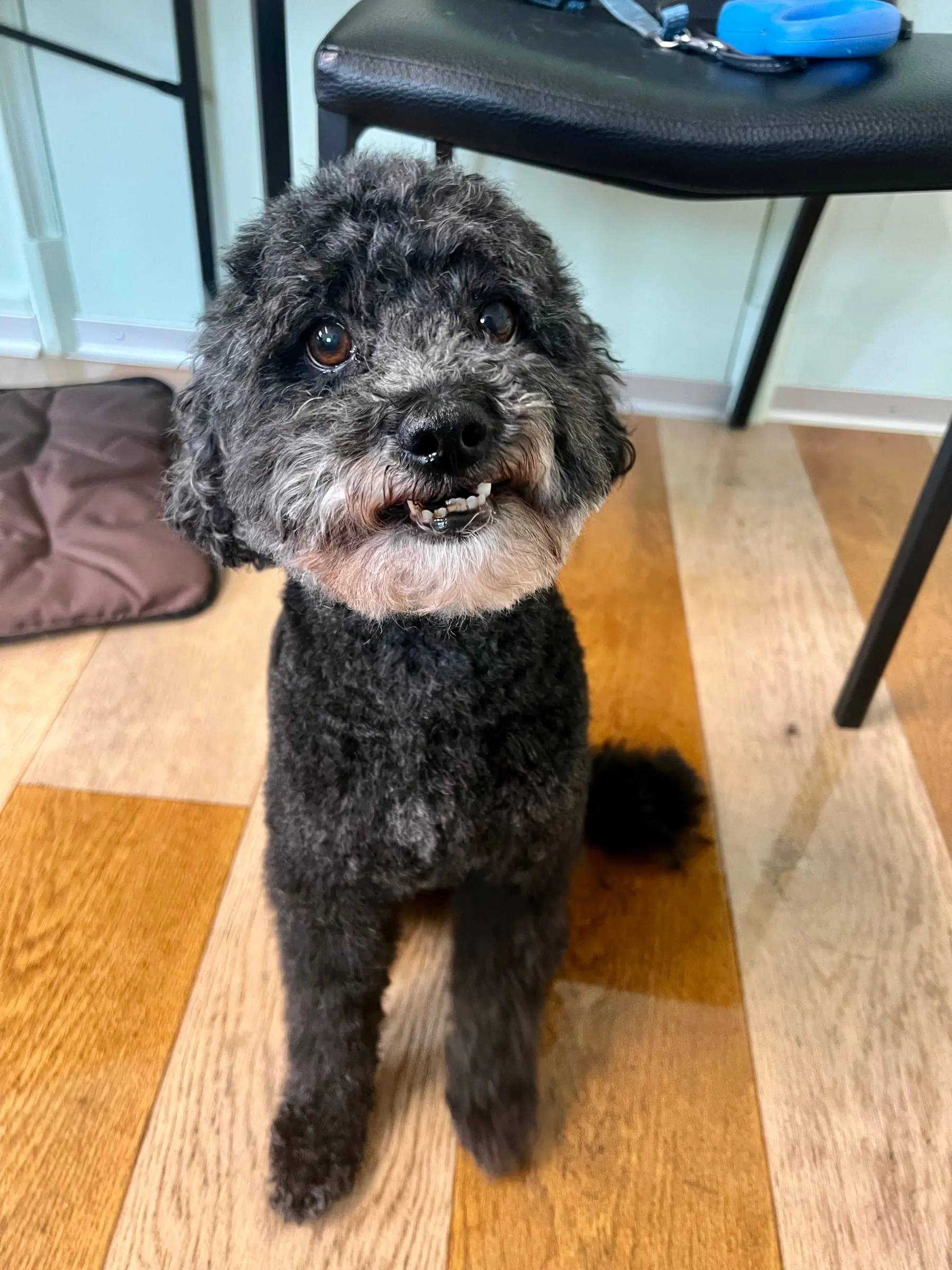 Schwarzer Hund mit lockigem Fell sitzt im Salon