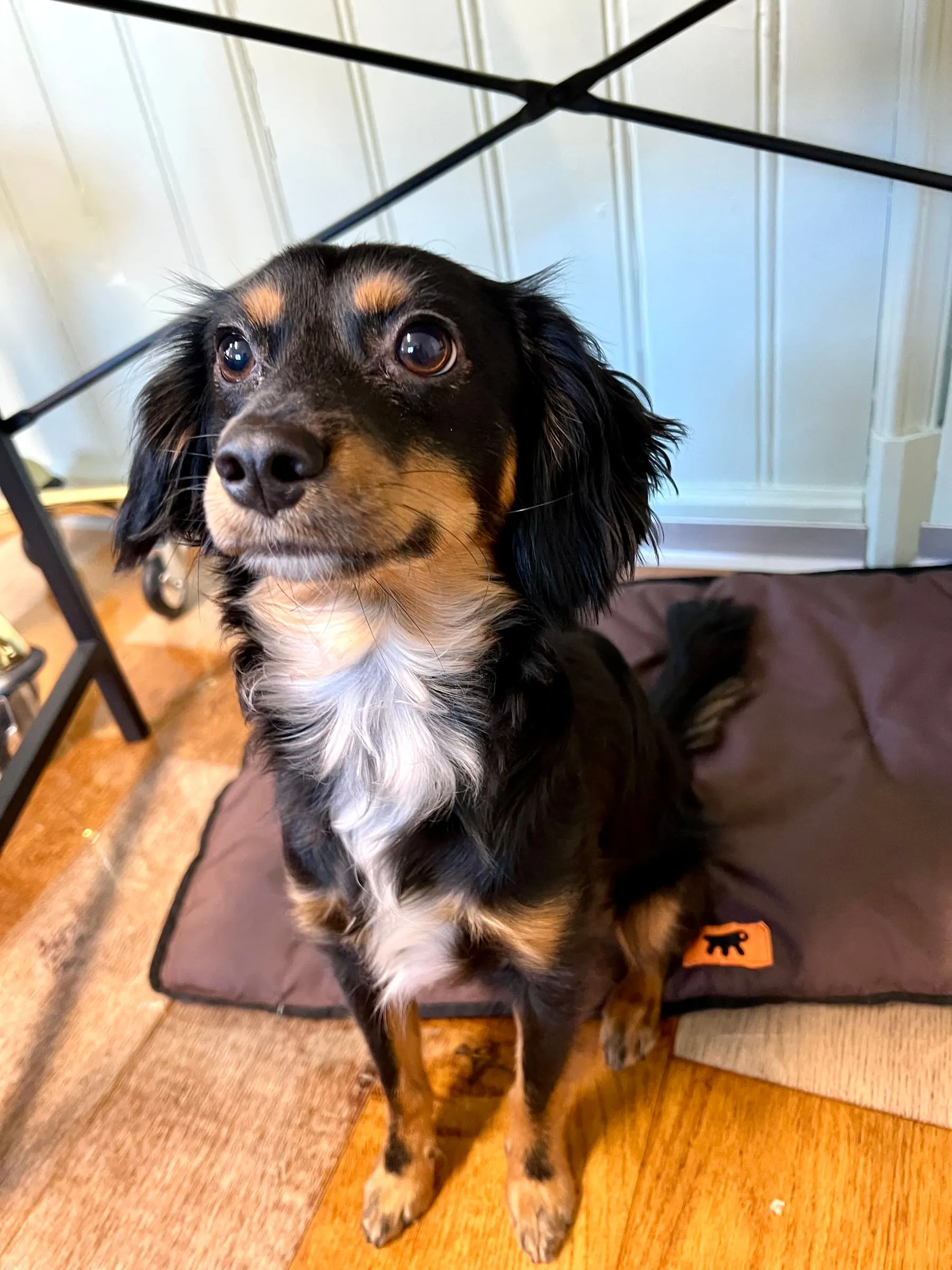Schwarz-brauner Hund sitzt auf einer Hundedecke