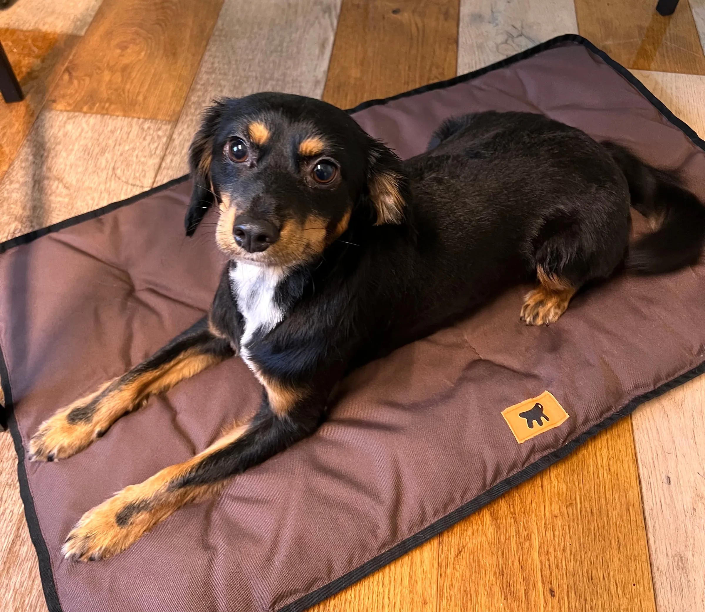 Schwarz-brauner Hund liegt auf einer Hundedecke