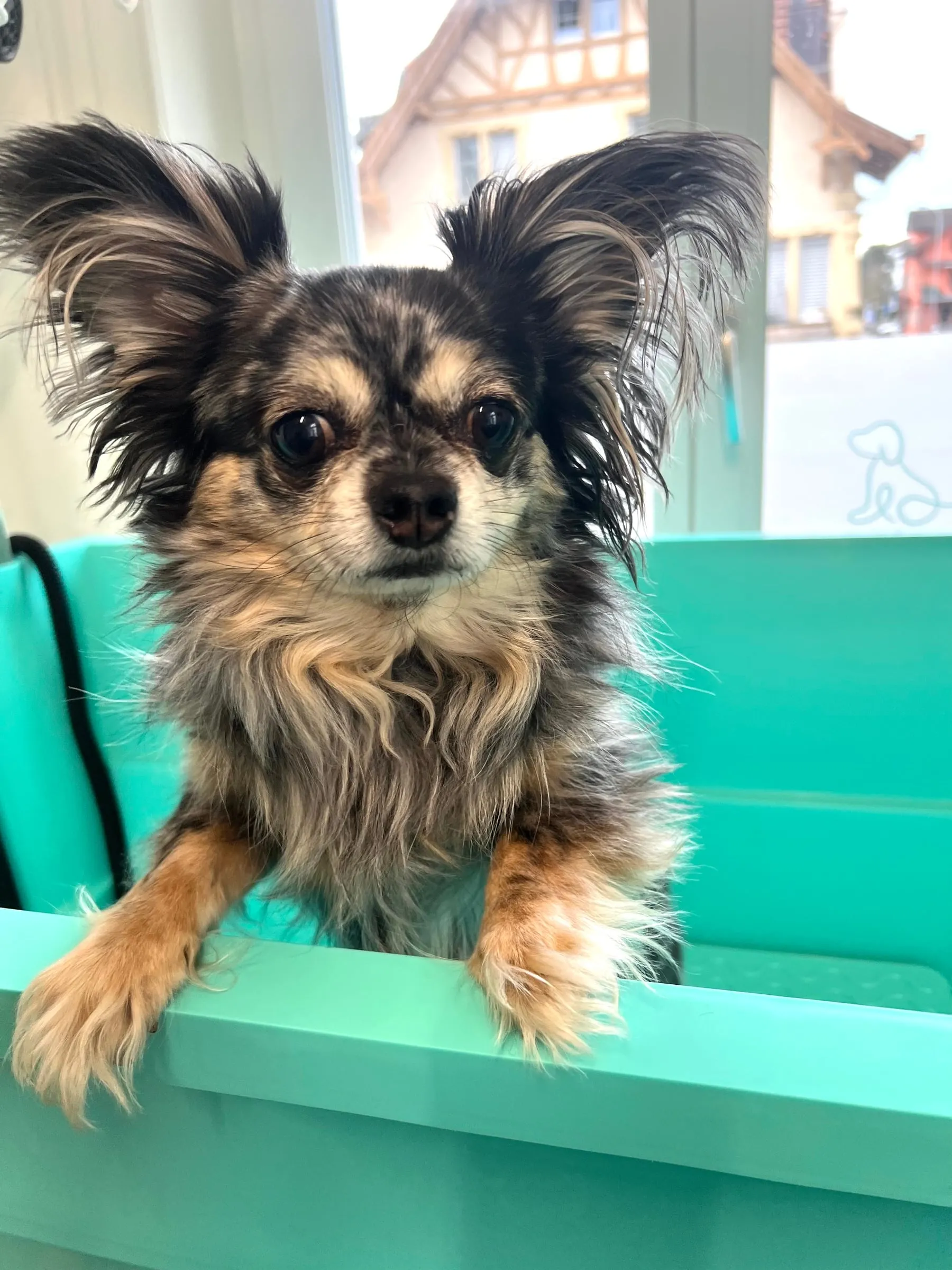 Kleiner Hund mit grossen, flauschigen Ohren auf dem Pflegetisch