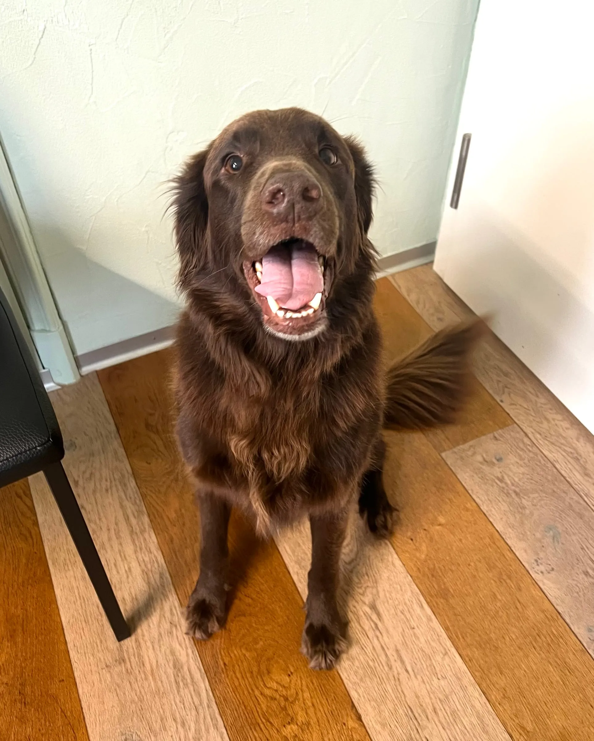 Brauner Hund sitzt fröhlich im Salon