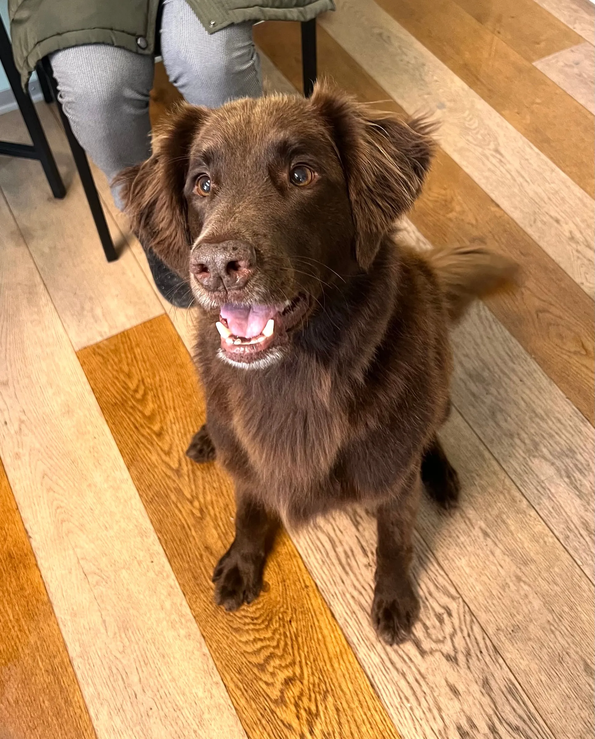 Brauner Hund sitzt auf dem Holzboden