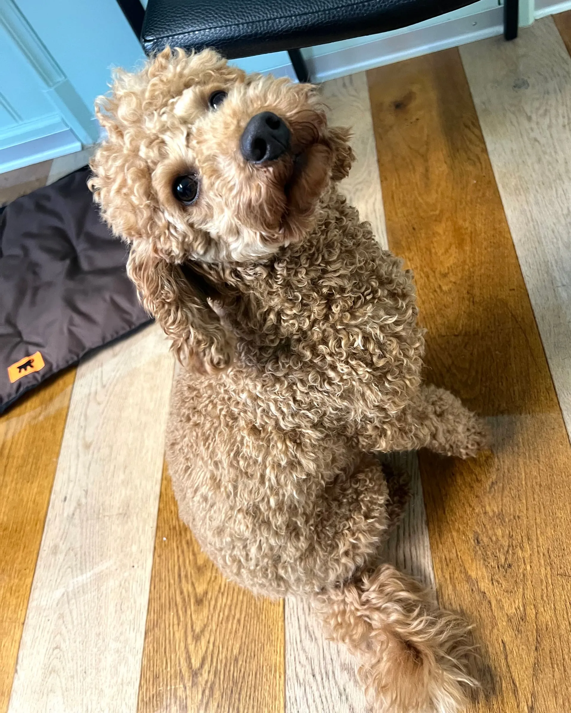 Hund mit lockigem, hellbraunem Fell sitzt im Salon