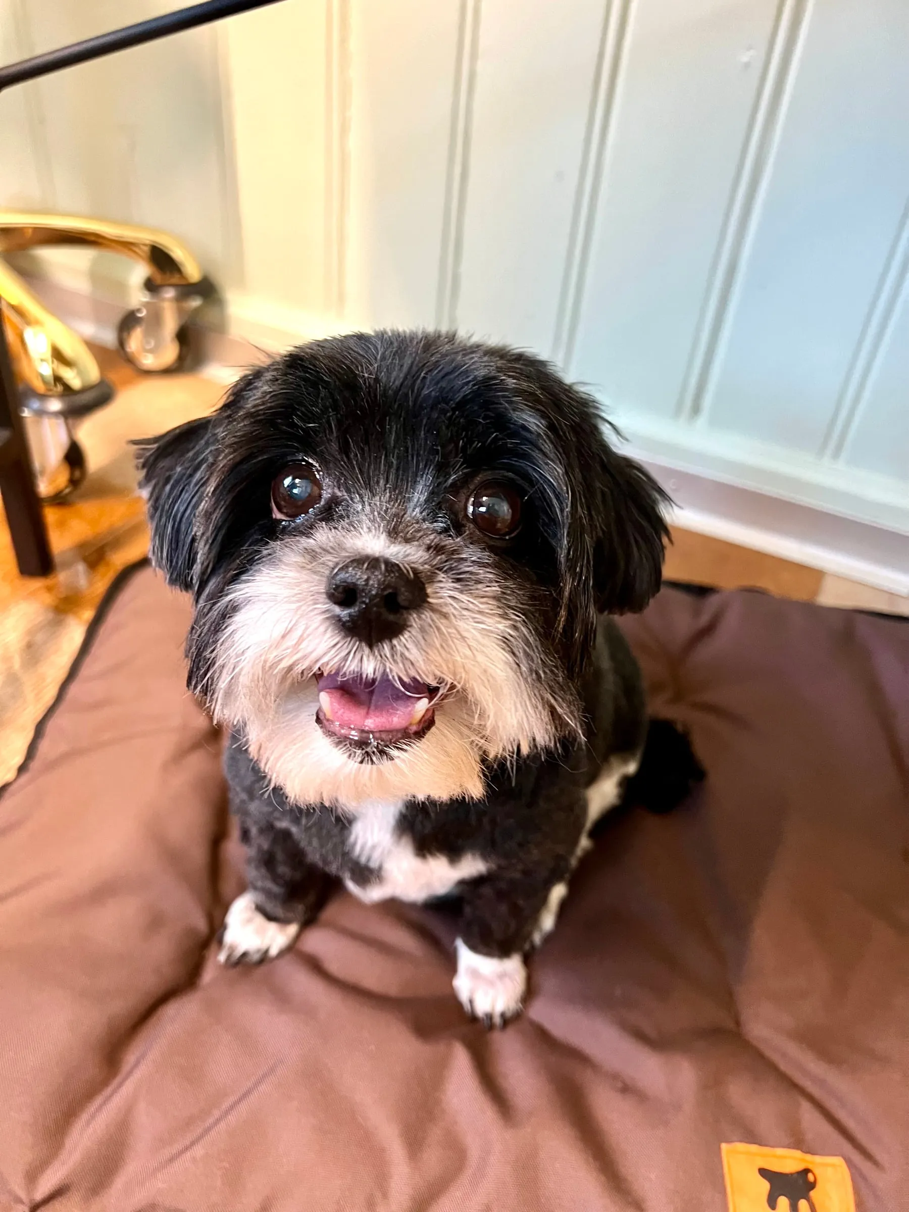 Schwarz-weisser Hund liegt auf einer Hundedecke