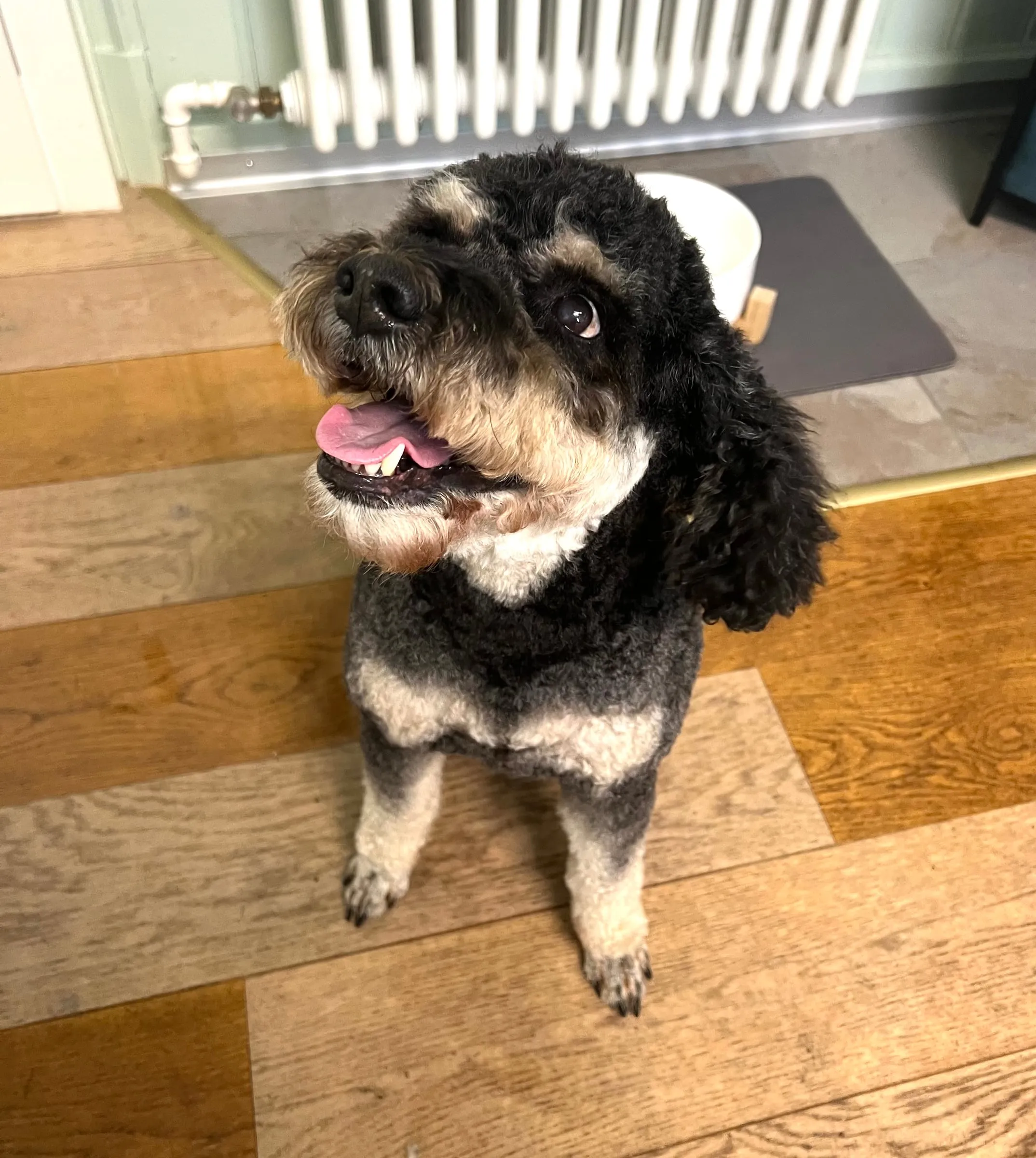Schwarz-brauner Hund sitzt auf dem Holzboden