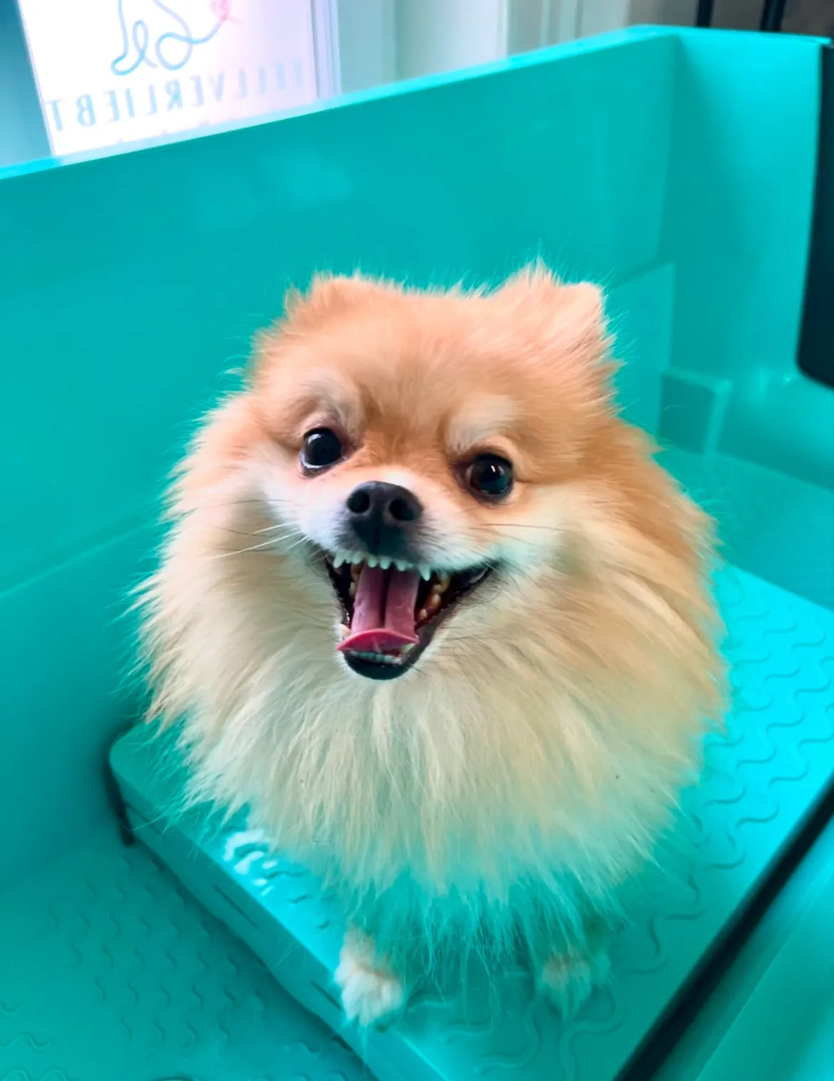 Kleiner Hund mit orangem, flauschigem Fell auf dem Pflegetisch