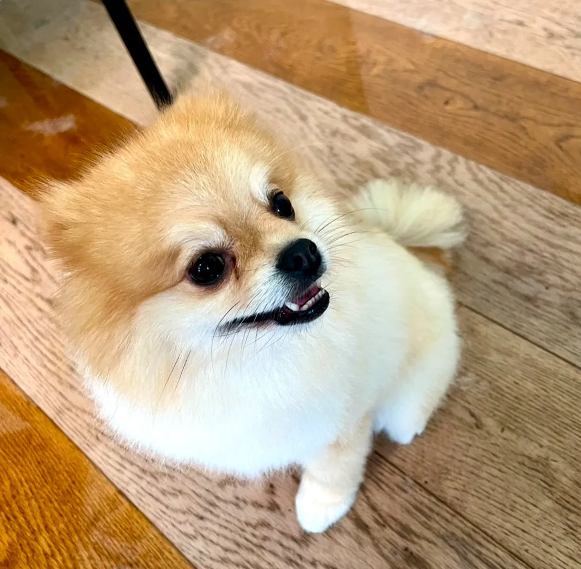 Kleiner Hund mit hellem, flauschigem Fell auf dem Holzboden