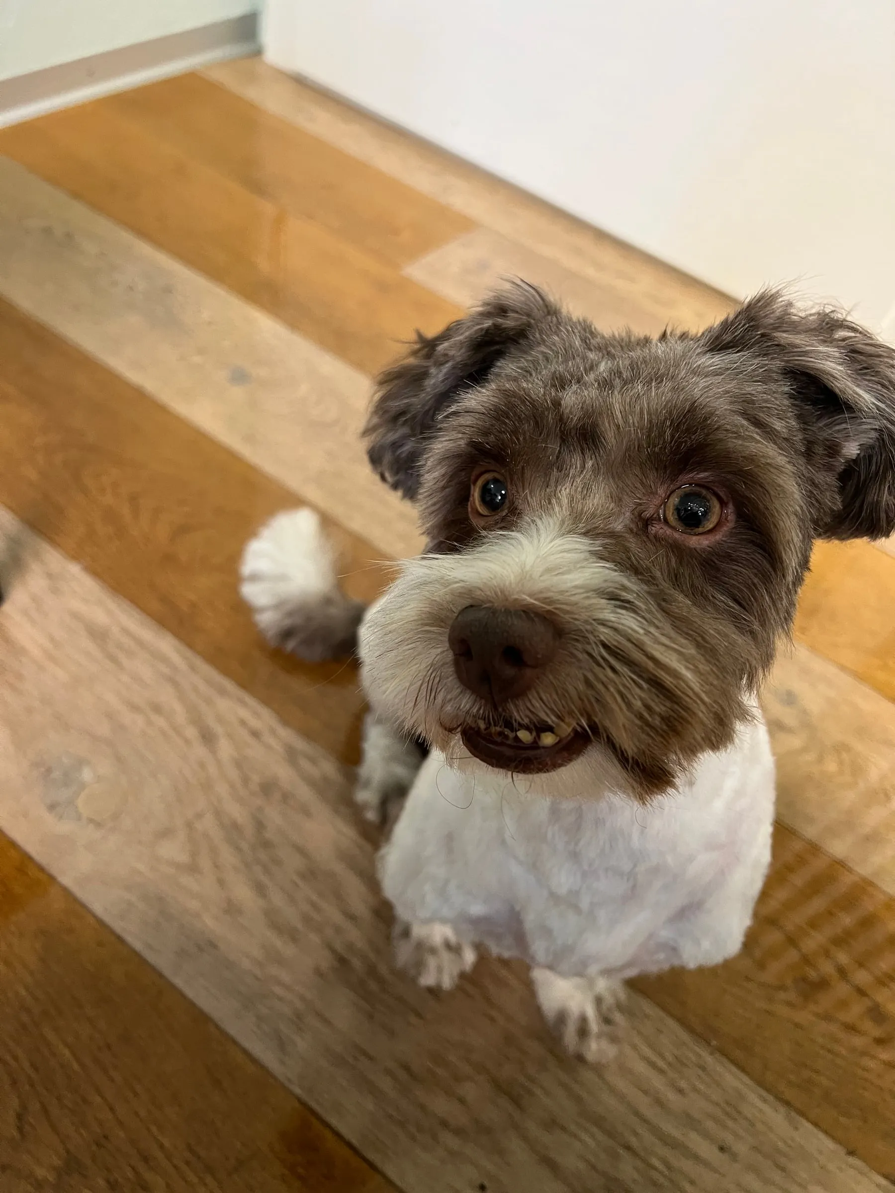 Braun-weisser Hund sitzt auf dem Holzboden
