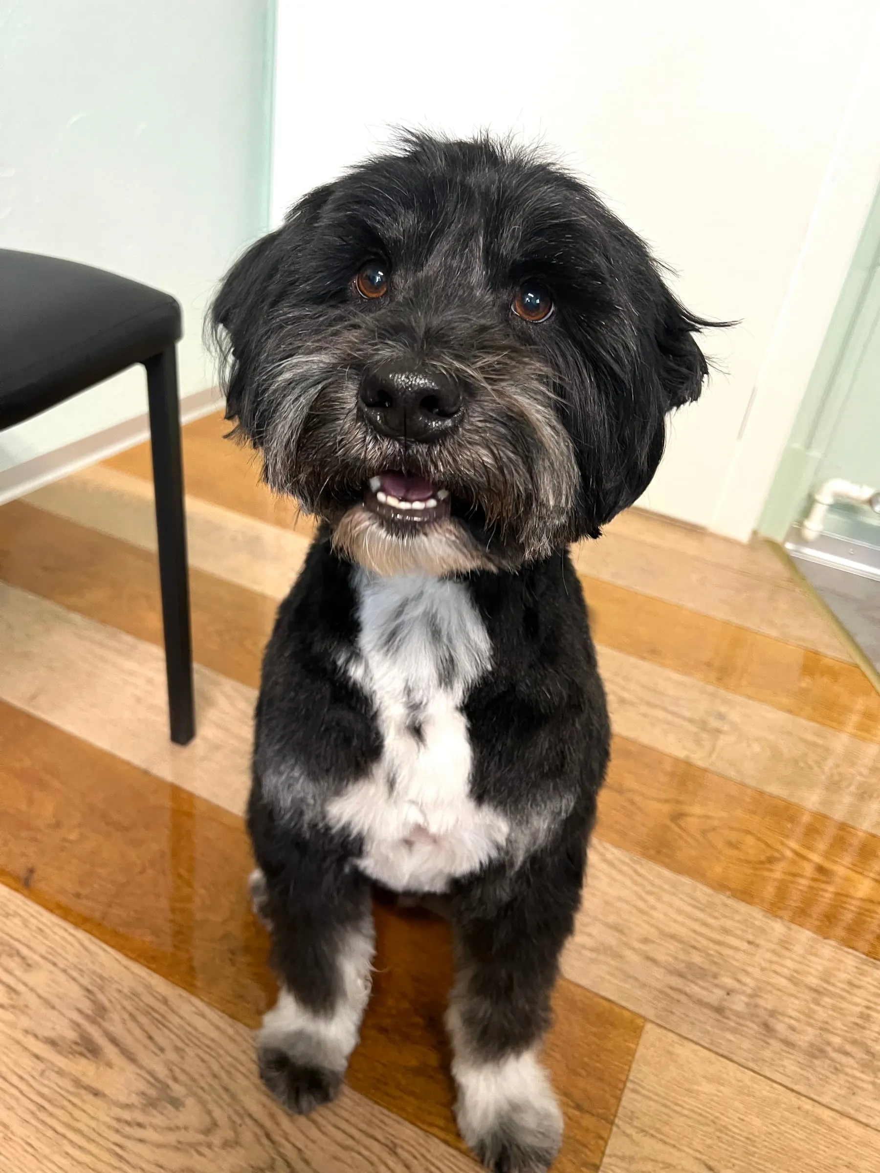 Schwarz-weisser Hund sitzt im Salon
