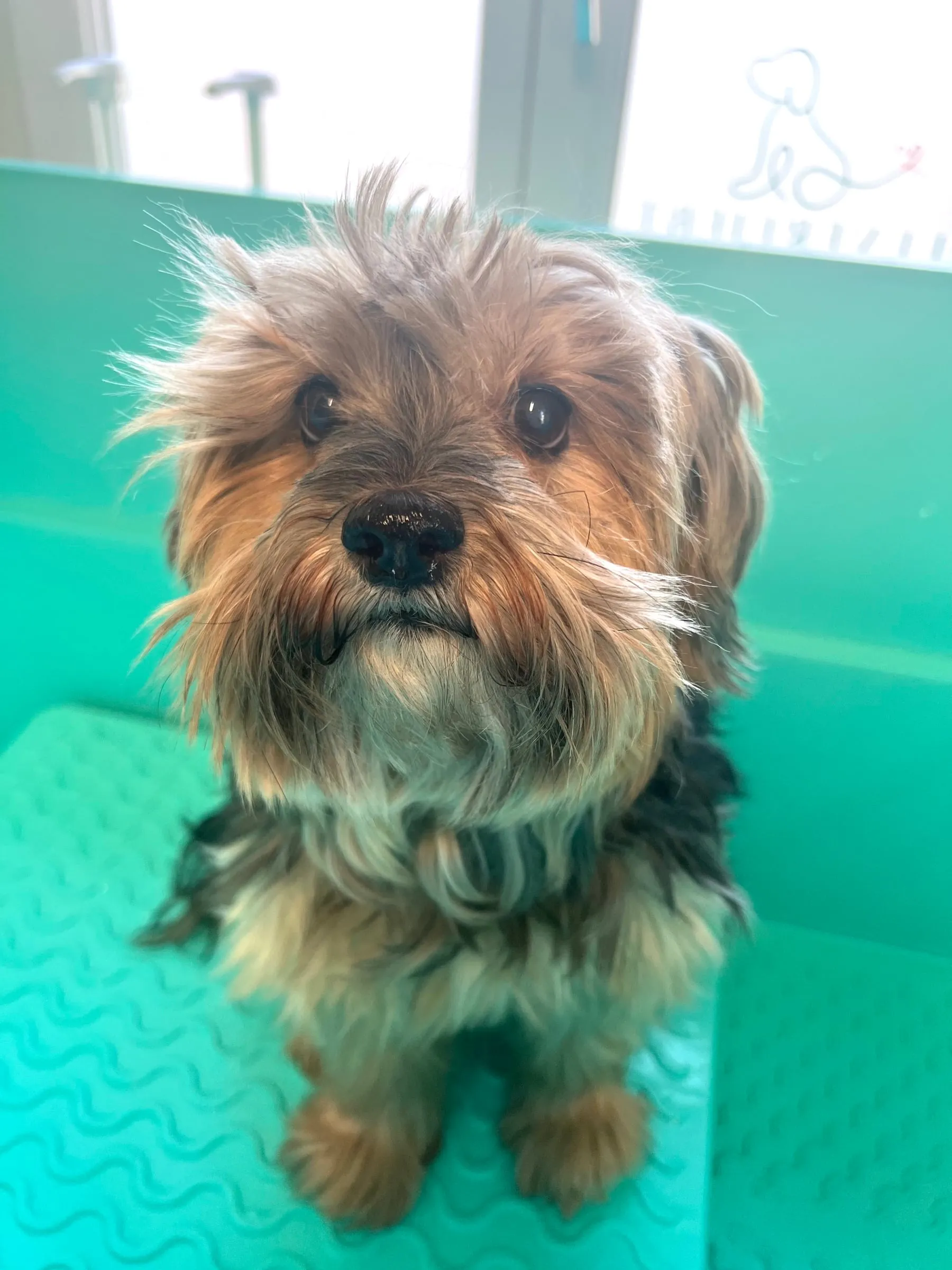 Hund mit graubraunem Fell auf dem Pflegetisch