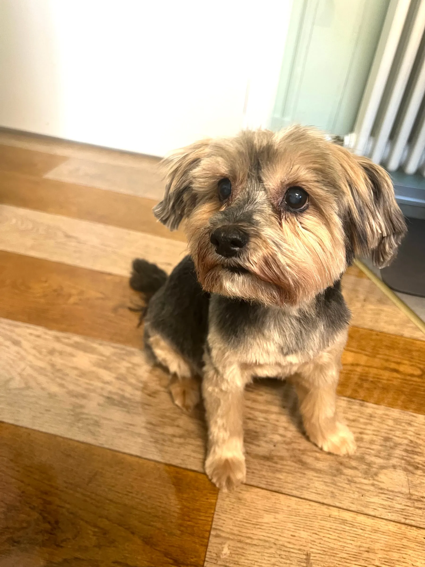 Hund mit graubraunem Fell sitzt auf dem Holzboden