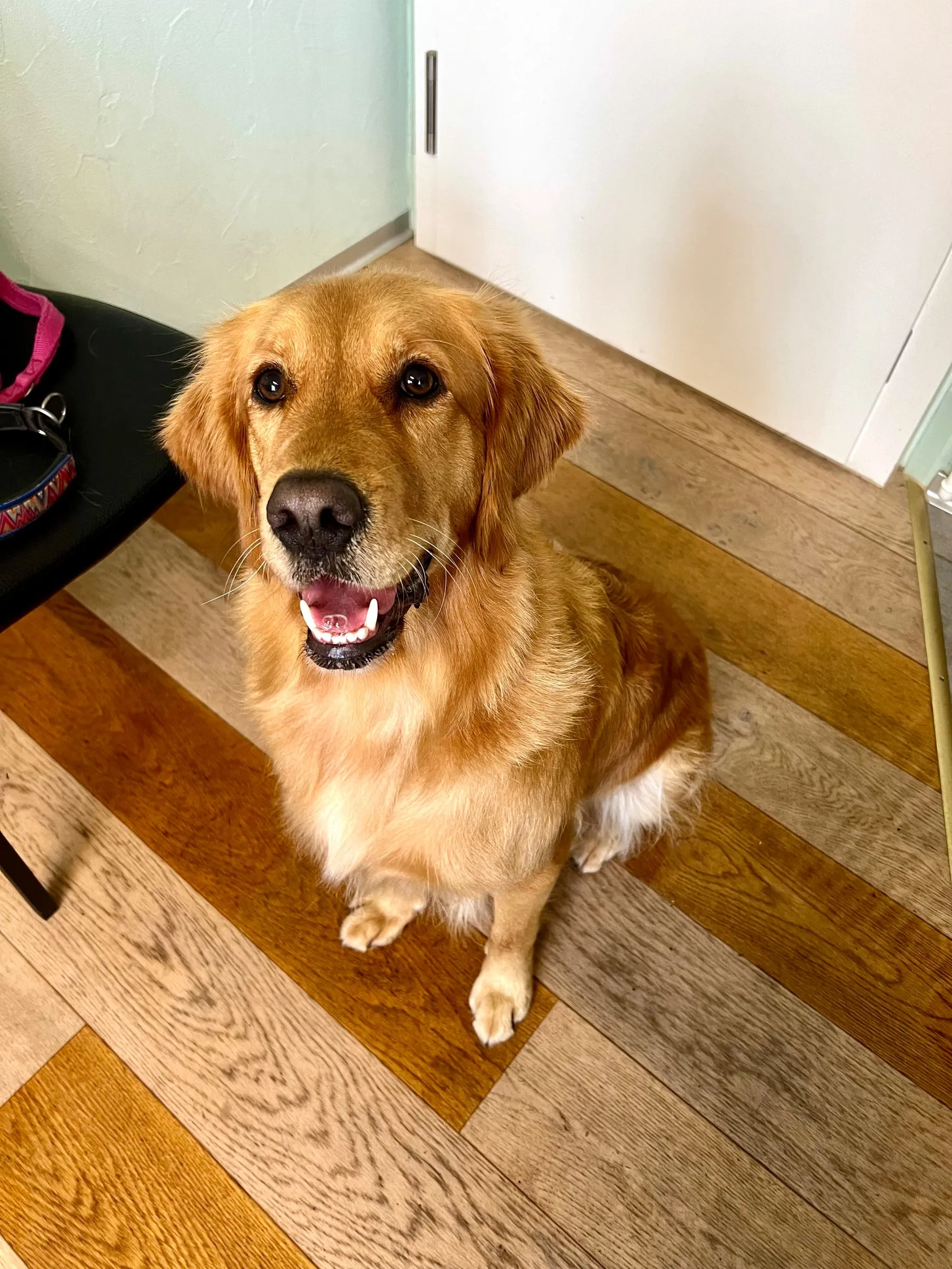 Goldfarbener Hund sitzt fröhlich im Salon