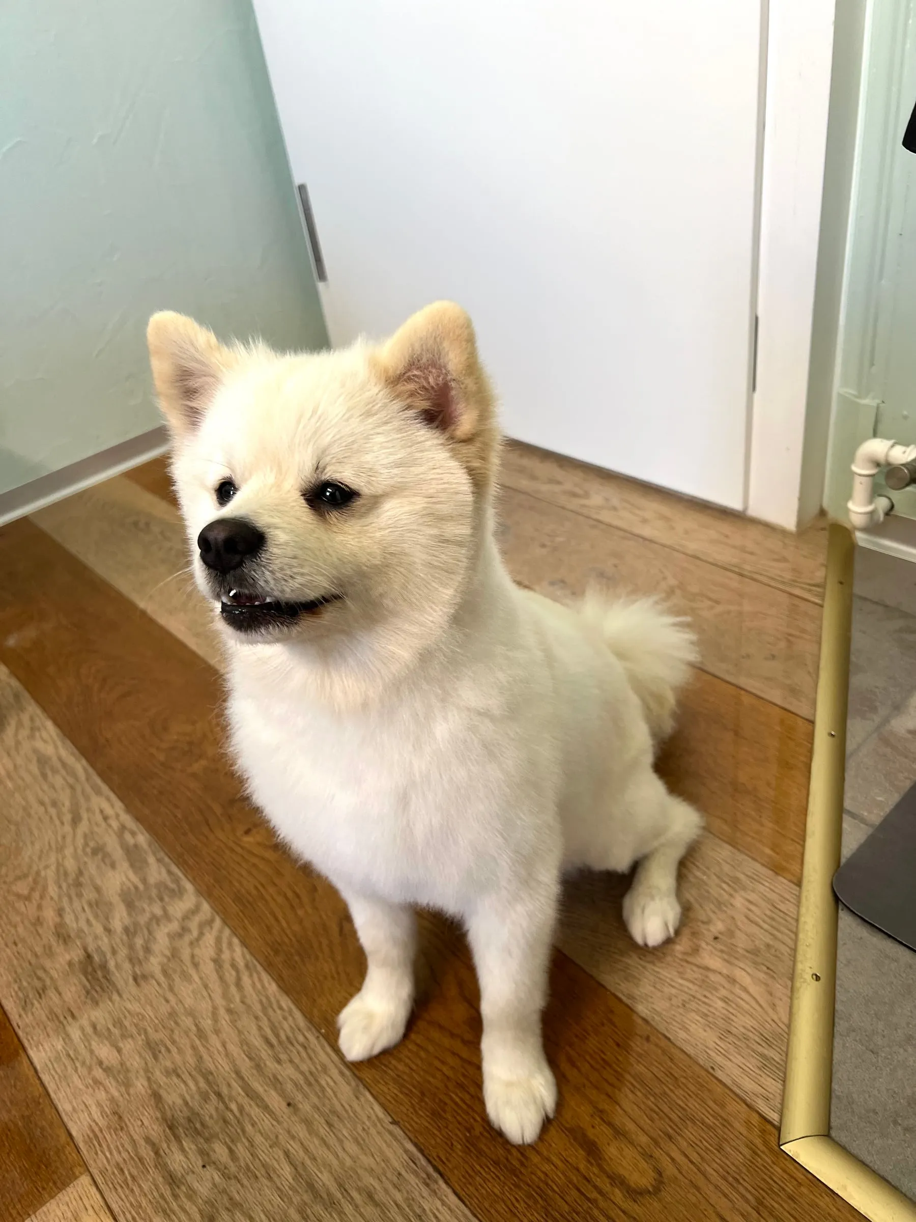 Weisser, flauschiger Hund steht im Salon