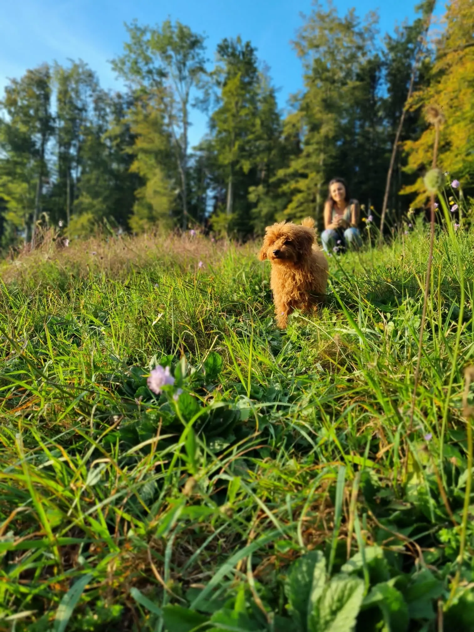 Kleiner Hund mit braunem Fell auf einer Blumenwiese am Waldrand